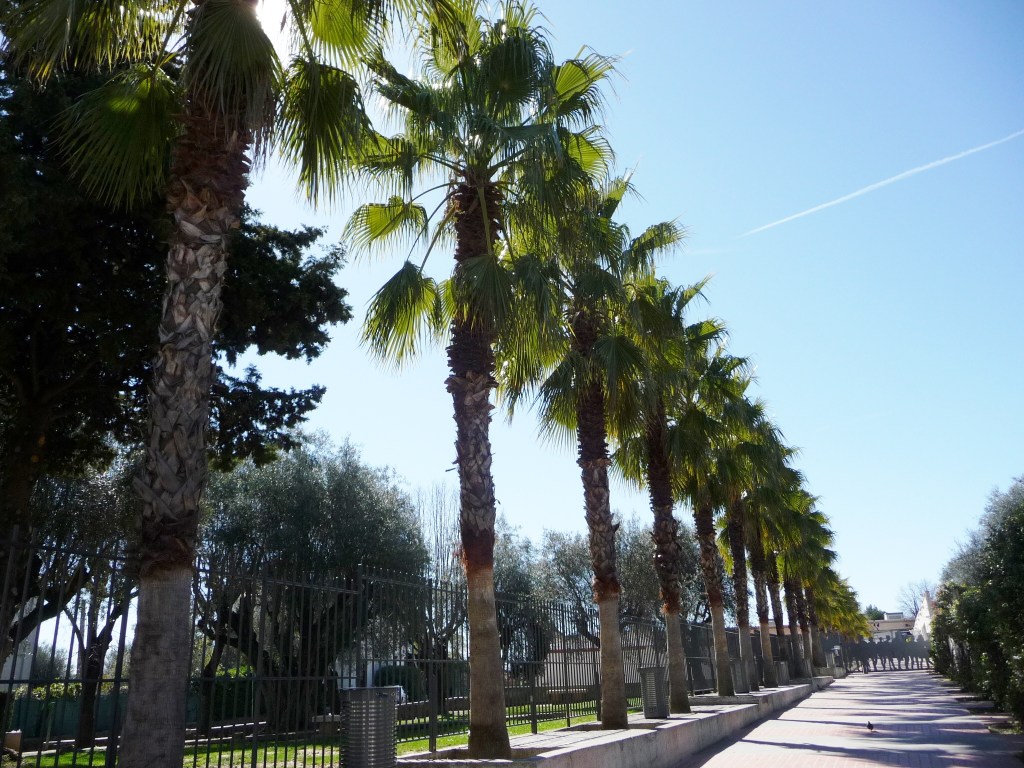 Palmiers Vence 011