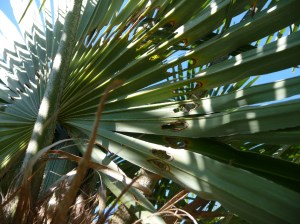 Attaque de papillon sur un Trachycarpus fortunei