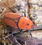 Olivierdrigues Flickr