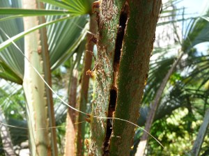 Galeries de larves sur le pétiole d’une palme