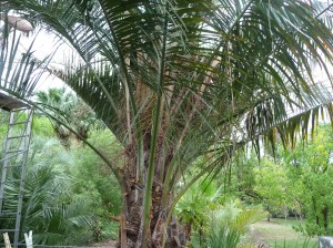 Butyagrus Nabonnandii