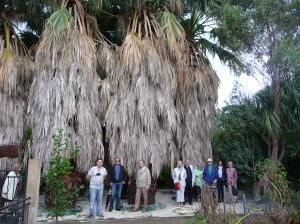 Washingtonia filifera