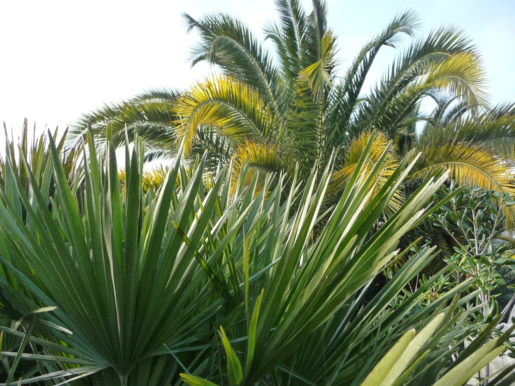 1er plan feuille palmée d'un Chamaerops humilis. 2nd plan feuille pennée d'un Phoenix canariensis