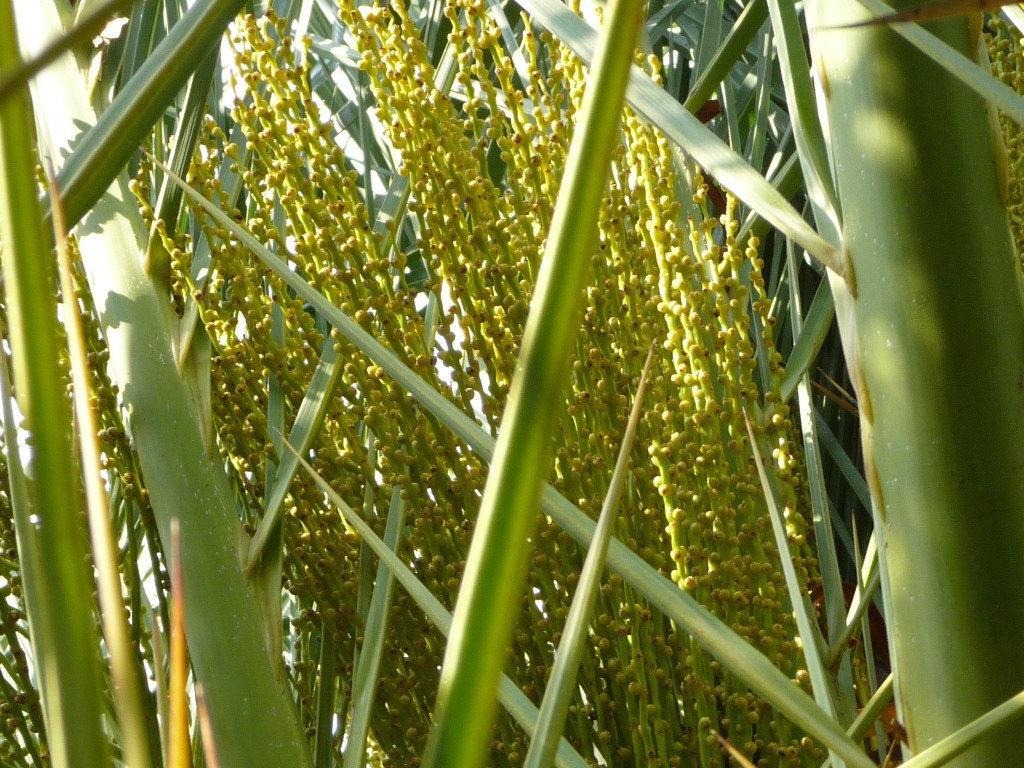 Inflorescence femelle
