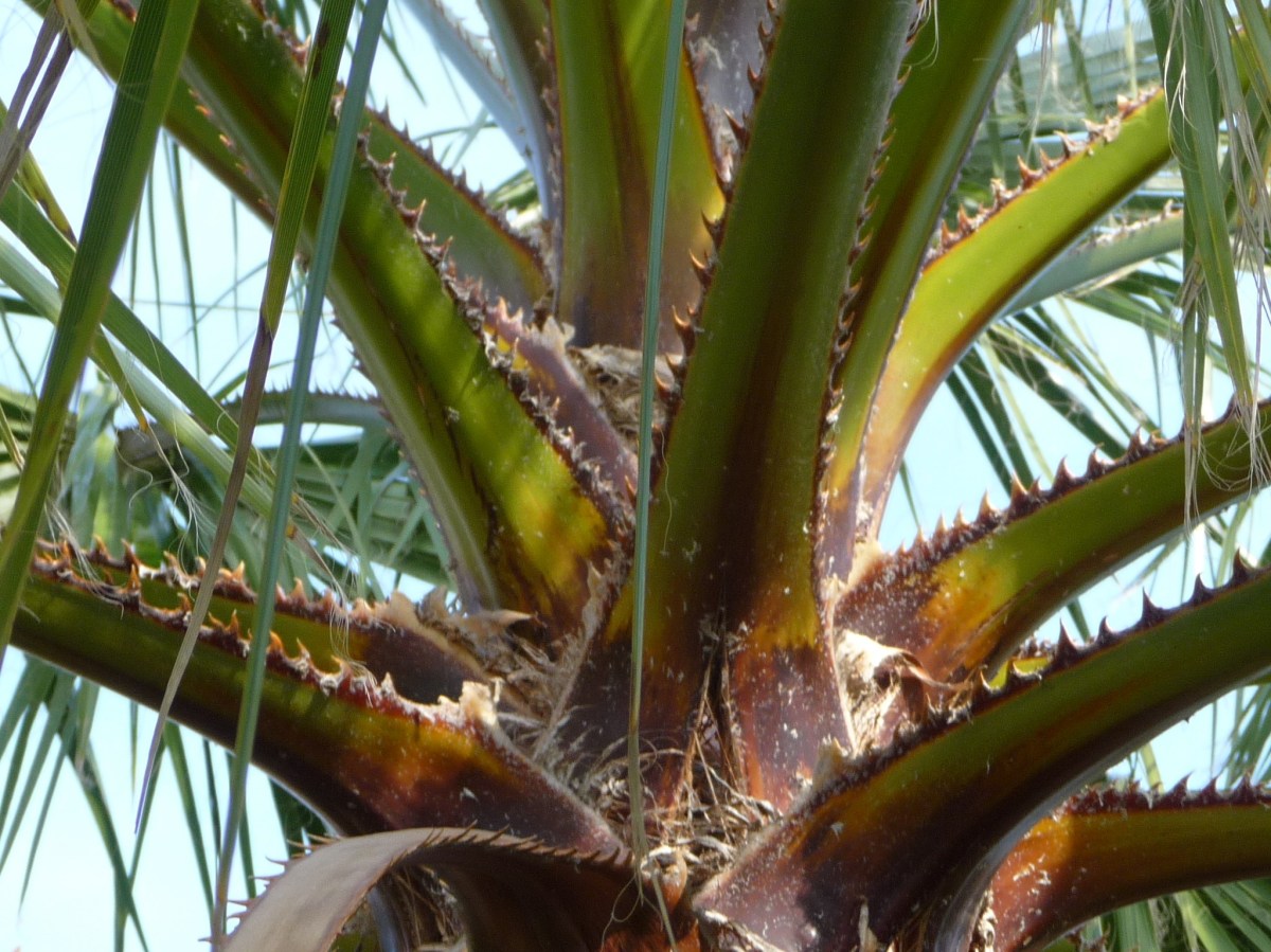 Pétioles rougeâtres et épineux du Washingtonia robusta