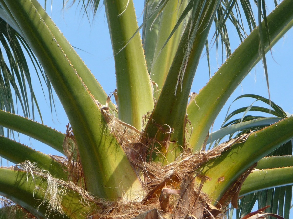 Pétioles verts et très peu épineux du Washingtonia filifera