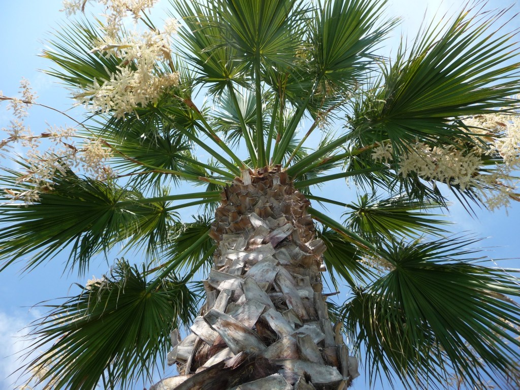 Washingtonia filifera en floraison