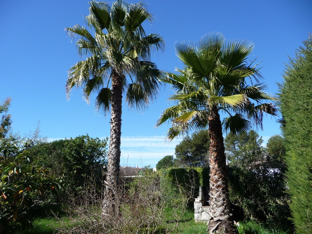 Washingtonia robusta