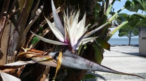 Fleur Strelitzia nicolai