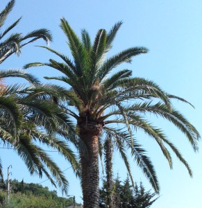 assainissement-reussi