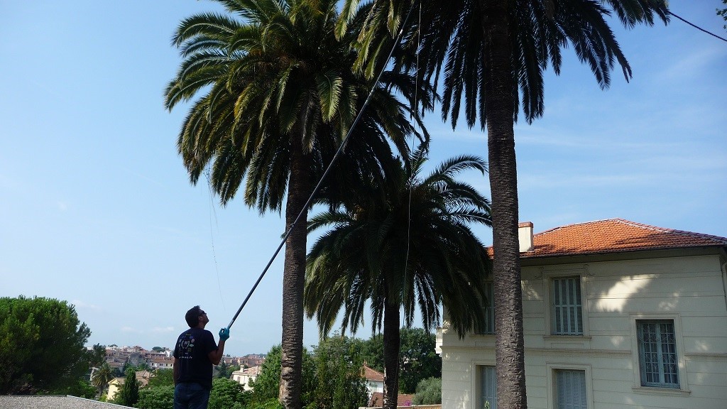 phoenix-canariensis-1