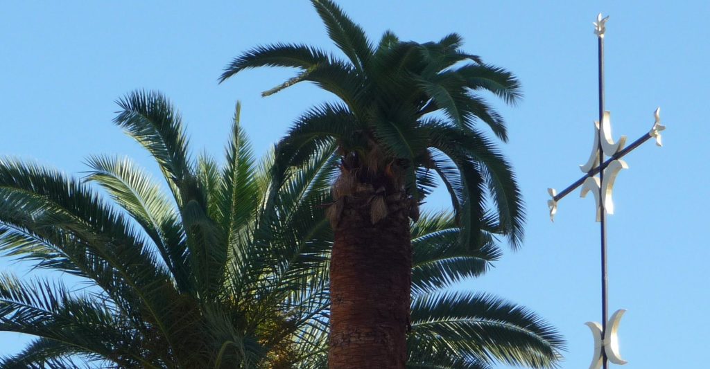phoenix-canariensis-2