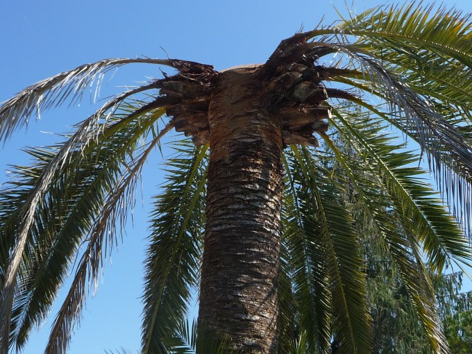 2016 palmier Matisse