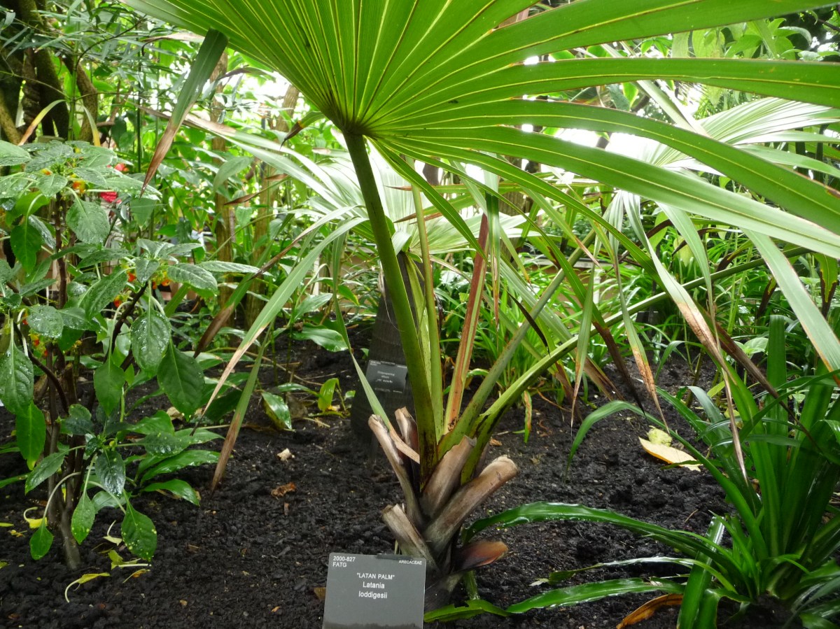 Latania loddigesii