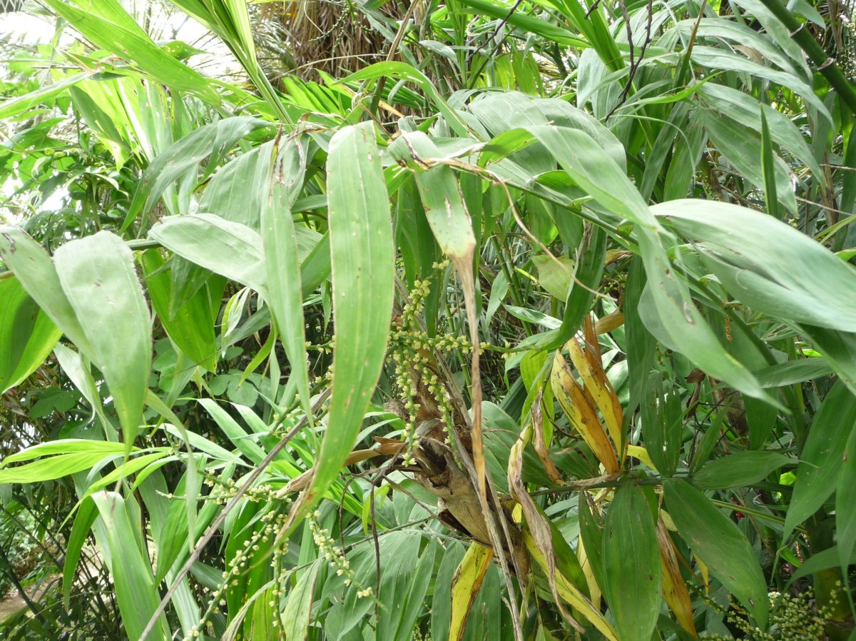 Chaamaedorea microspadix