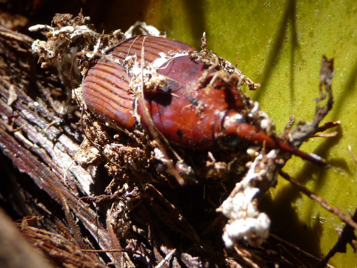 PALMIERS 2019-2 2019-05-13 003