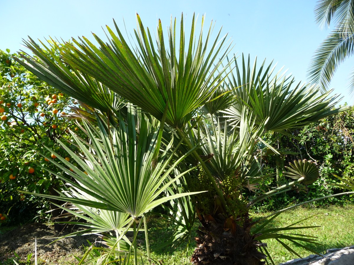 PALMIERS 2020 2020-05-22 001