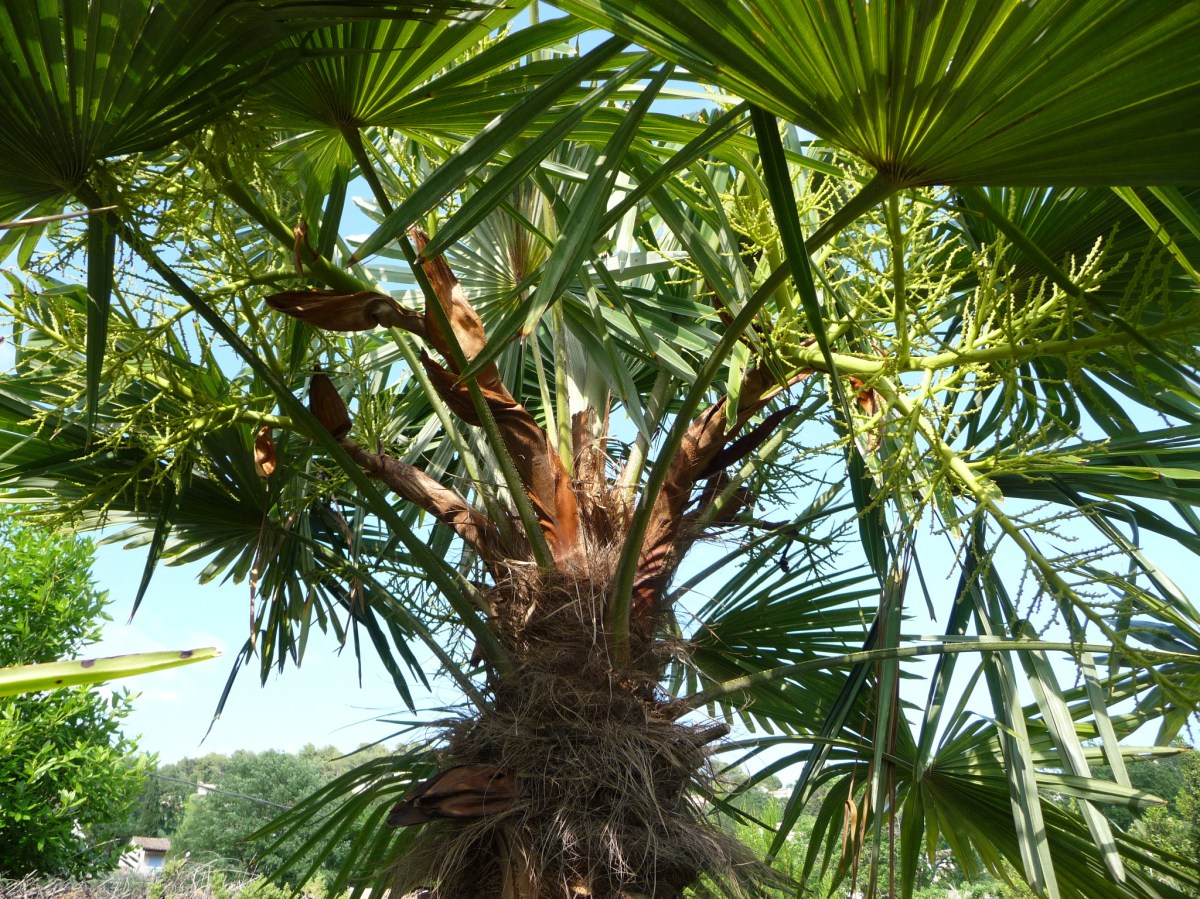 PALMIERS2020 2020-05-21 001